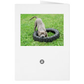 Blue Young Staffordshire Bull Terrier, (Back)