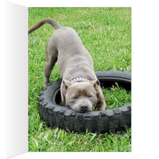 Blue Young Staffordshire Bull Terrier, (Inside (Right))