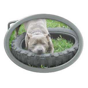 Blue Young Staffordshire Bull Terrier, Oval Belt Buckle