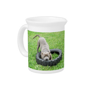 Blue Young Staffordshire Bull Terrier, Pitcher