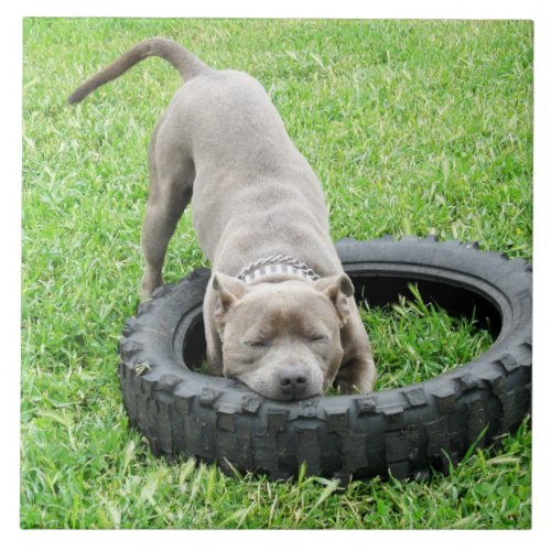 Blue Young Staffordshire Bull Terrier Tile
