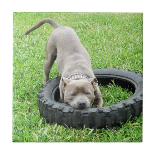 Blue Young Staffordshire Bull Terrier Tile
