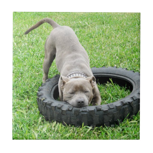 Blue Young Staffordshire Bull Terrier, Tile (Front)