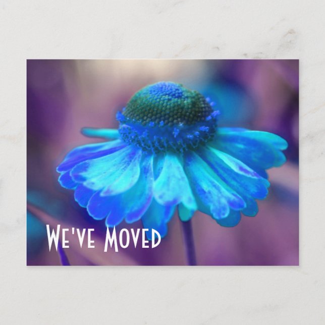 Blue Zinnia New Address Floral Postcard (Front)