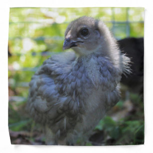 Bluebell Bandana