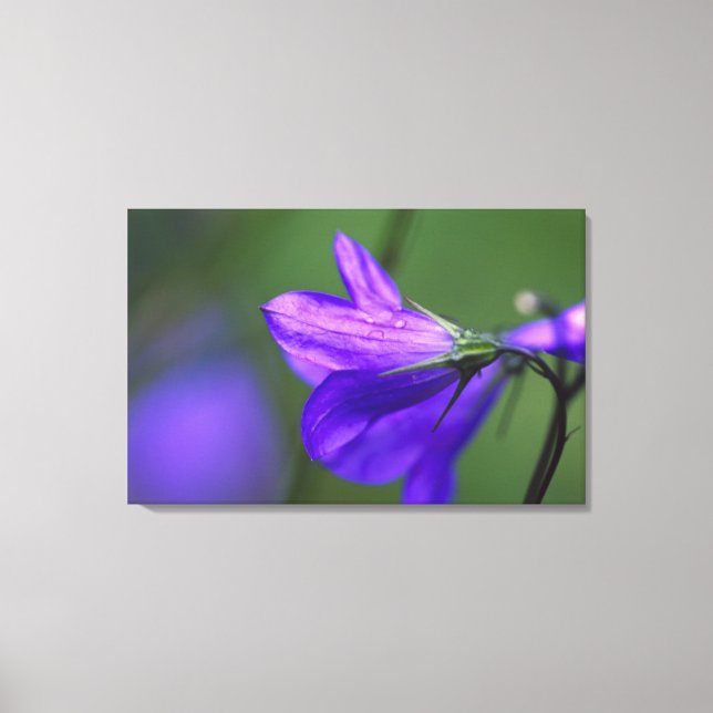 Bluebell flower in Independence Pass in Canvas Print (Front)