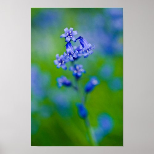 Bluebell flower Poster