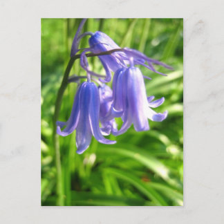 Bluebell flowers - Postcard