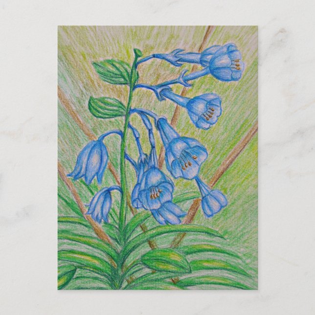 BlueBell flowers Postcard (Front)
