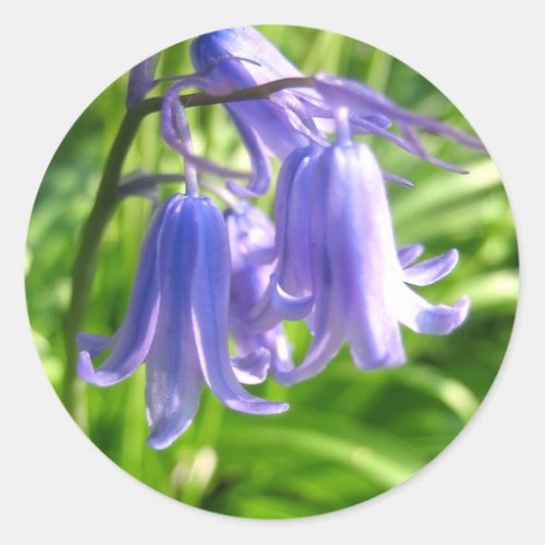 Bluebell flowers _ Sticker