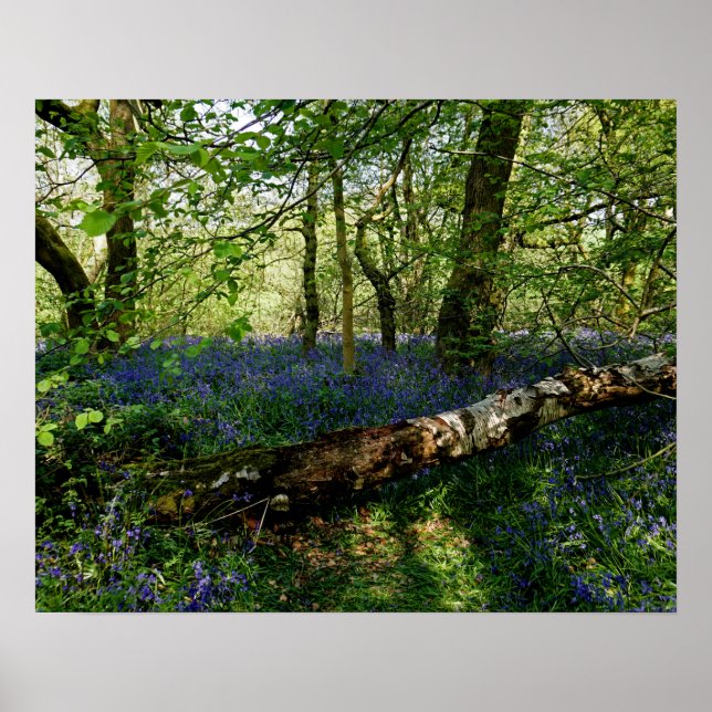 Bluebell Forrest Wild Flowers Photographic Art Poster (Front)