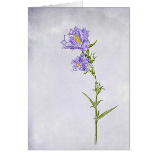 Bluebell Painting Cards (Front)