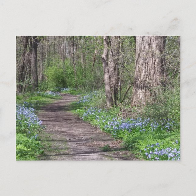 Bluebell Path Postcard (Front)