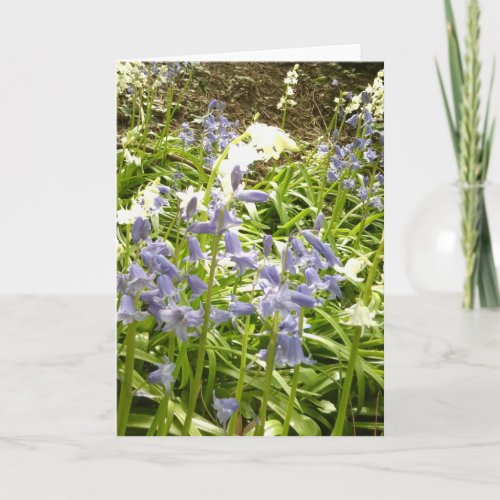 Bluebell Photos  details 2 _ Spring 2016 Card