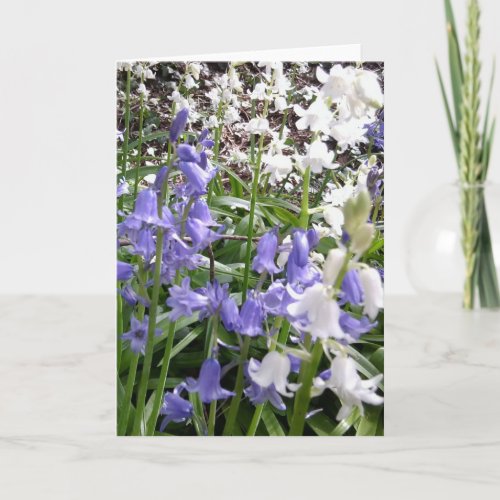 Bluebell Photos  details _ Spring 2016 Card