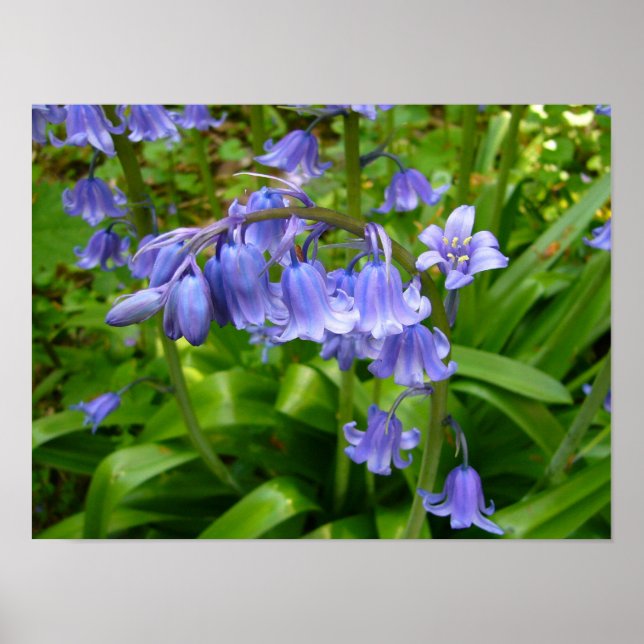 BLUEBELL POSTER (Front)