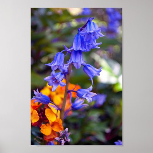 Bluebell Spring Flowers Hyacinthoides Poster