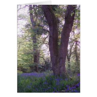 Bluebell Walk Cards