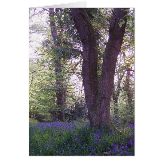 Bluebell Walk Cards (Front)
