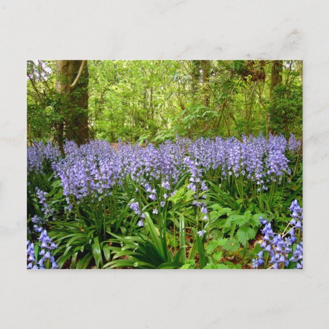 BLUEBELL WOOD ~  POSTCARD (Front)