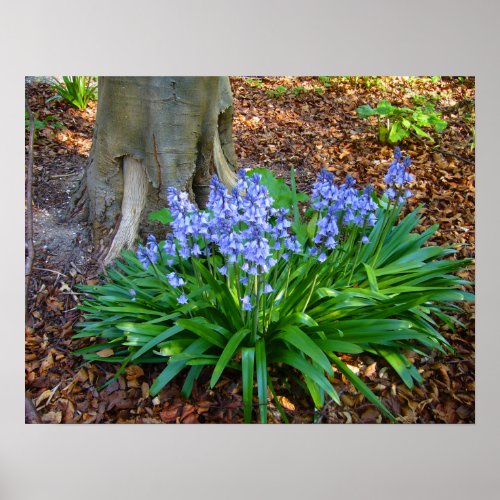 BLUEBELL WOOD  Poster  10