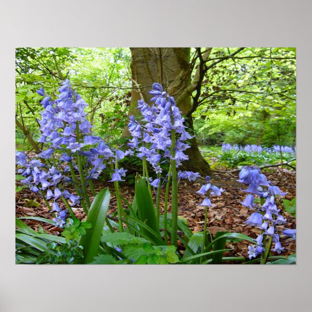 BLUEBELL WOOD ~ Poster # 2 (Front)