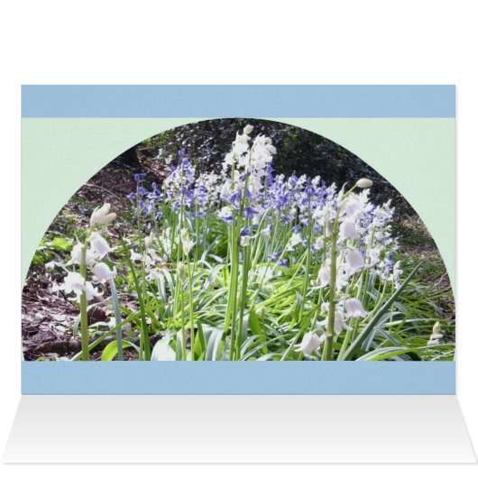 Bluebell Woods Card with 3 Photos / Text on rear (Inside Horizontal (Top))