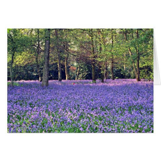 Bluebell Woods, England  flowers (Front Horizontal)