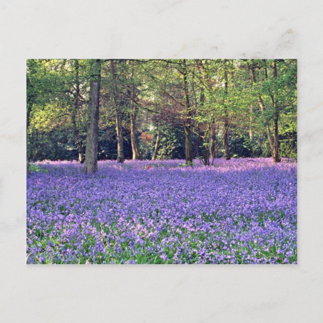 Bluebell Woods, England  flowers Postcard (Front)