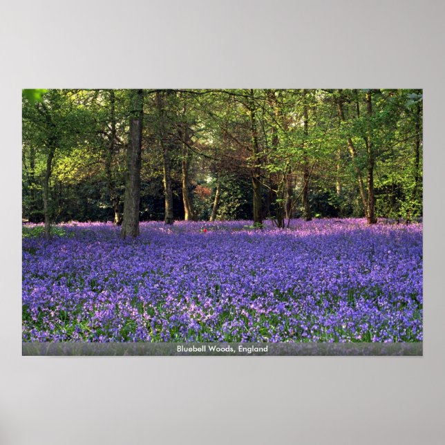 Bluebell Woods, England Poster (Front)