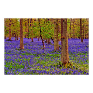 Bluebell Woods Grays Court Oxfordshire England Poster