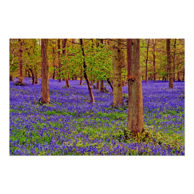 Bluebell Woods Grays Court Oxfordshire England Poster (Front)