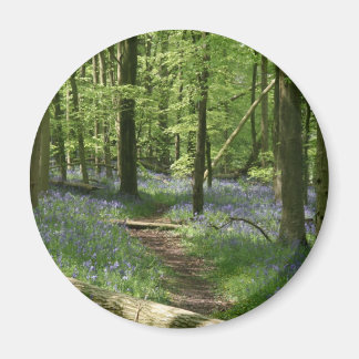 Bluebell woods magnet