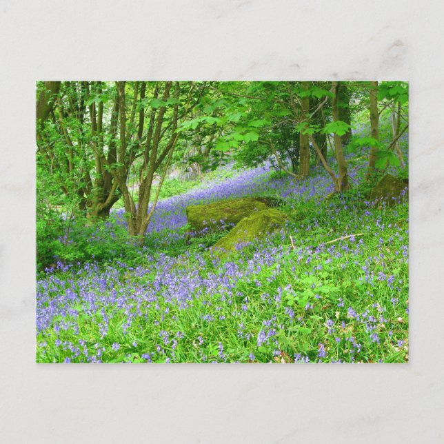 Bluebell Woods Postcard (Front)
