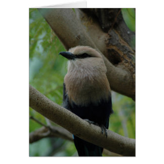 Bluebellied Roller Cards