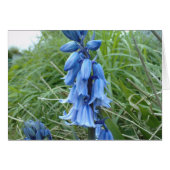 Bluebells (Front Horizontal)