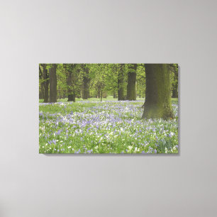 Bluebells and Oak Trees in Spring, Little Hagley Canvas Print