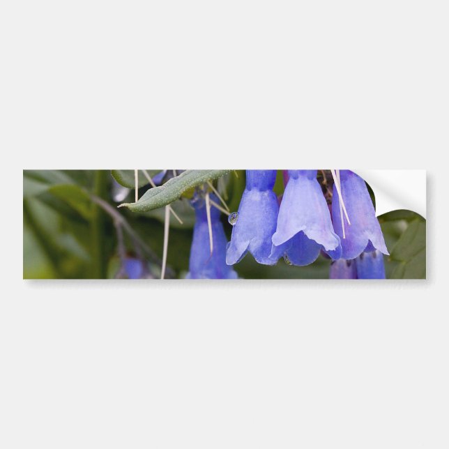 Bluebells Bumper Sticker (Front)
