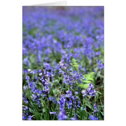 Bluebells Cards (Front)