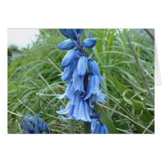 Bluebells Cards