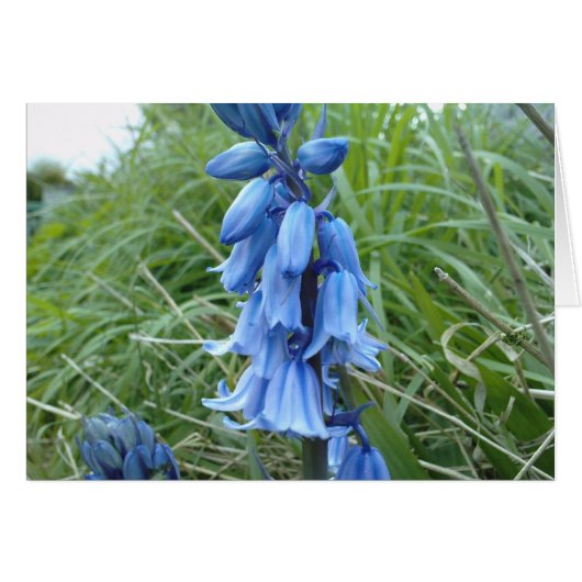Bluebells Cards (Front Horizontal)