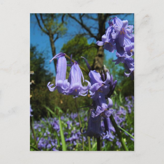 Bluebells, Essex, England - Postcard (Front)