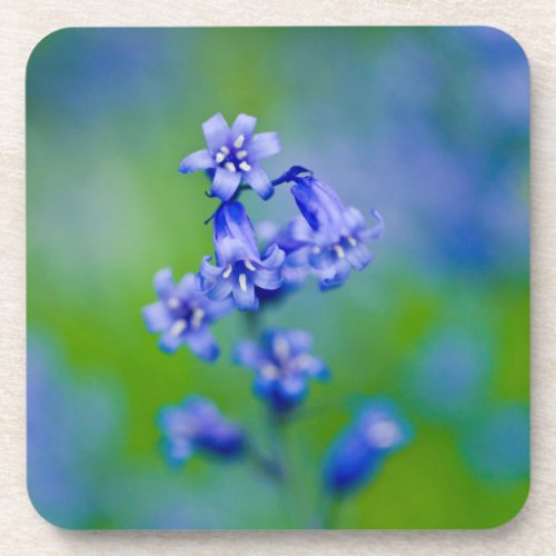 Bluebells flower Coaster