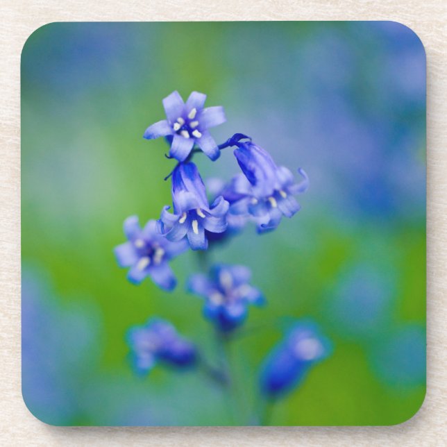Bluebells flower Coaster (Front)