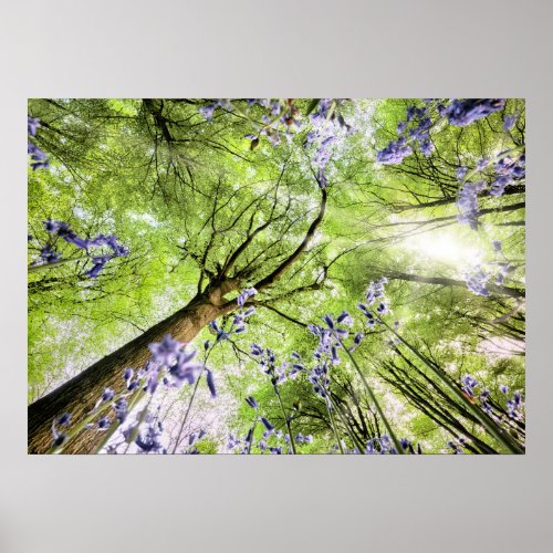 Bluebells from worms eye view poster