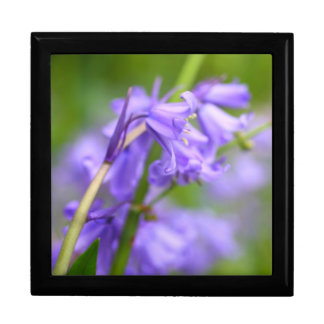 Bluebells gift box