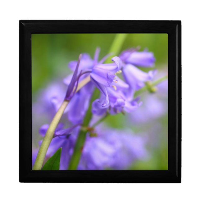 Bluebells gift box (Front)