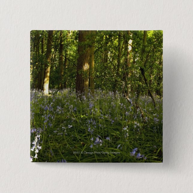 Bluebells In A Forest Button (Front)
