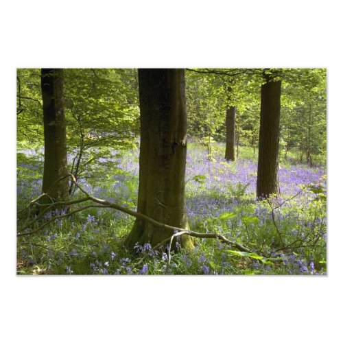 Bluebells in Clapdale Wood The Yorkshire Dales Photo Print