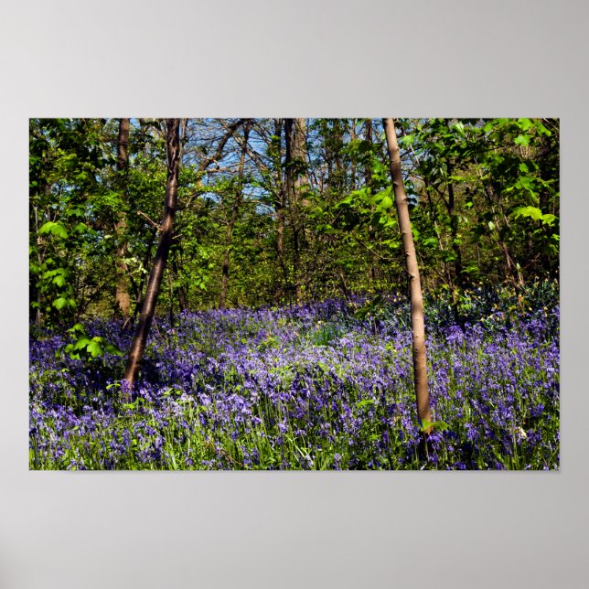 Bluebells in the woods Poster (Front)